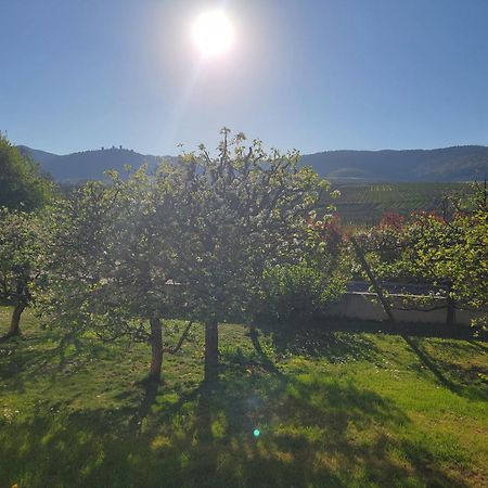 Studio Aux Pieds Des Vignes Eguisheim Bagian luar foto