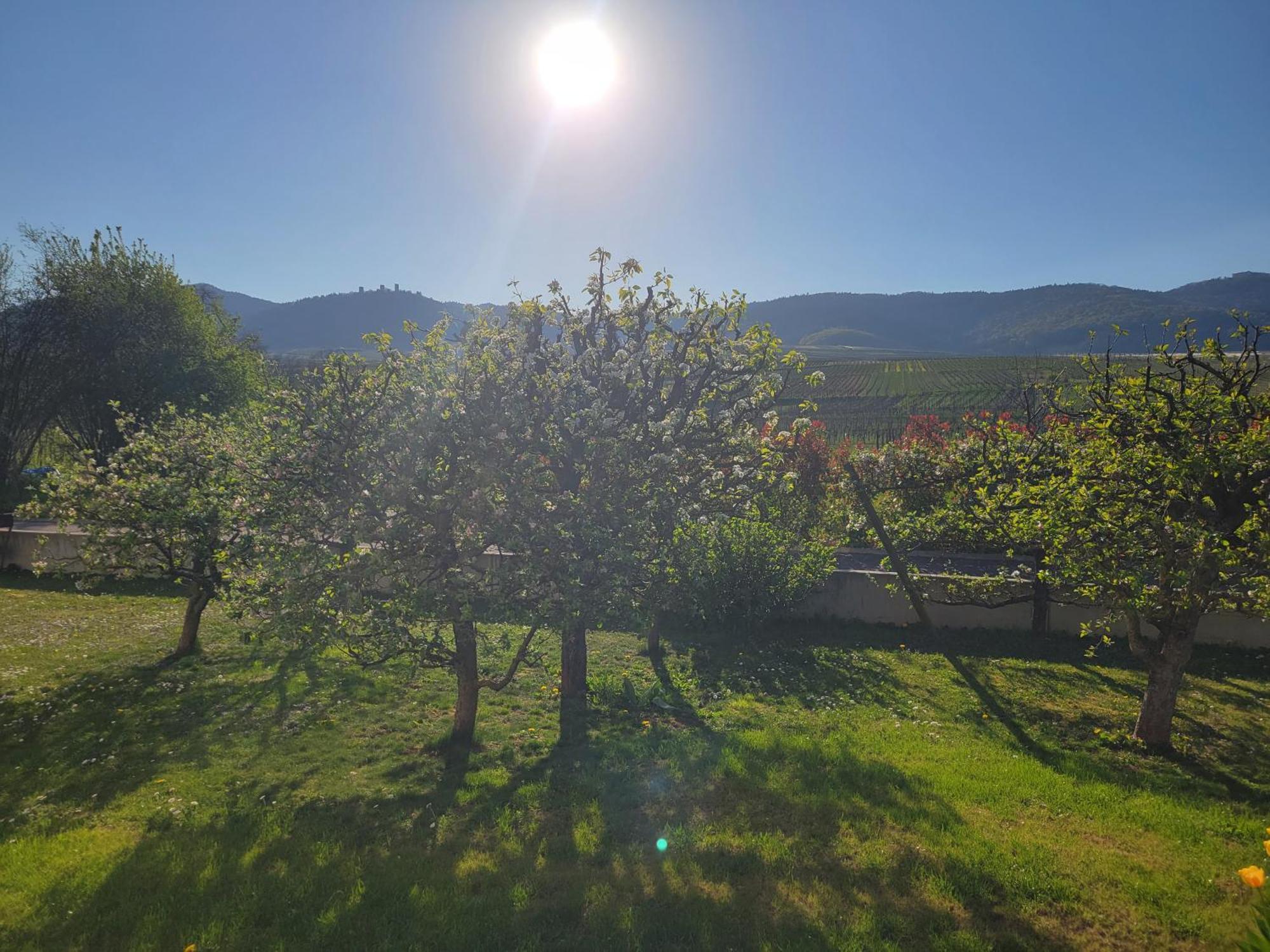 Studio Aux Pieds Des Vignes Eguisheim Bagian luar foto